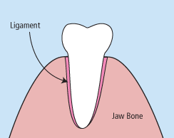 Tooth anatomy showing ligament and jaw bone.